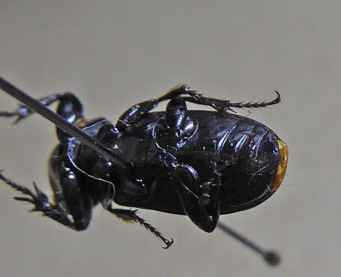 Scarites planus