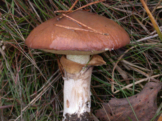 Suillus luteus - Bruine ringboleet