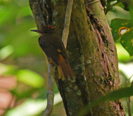 Royal Flycatcher