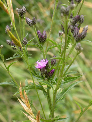 Serratula tinctoria - Zaagblad