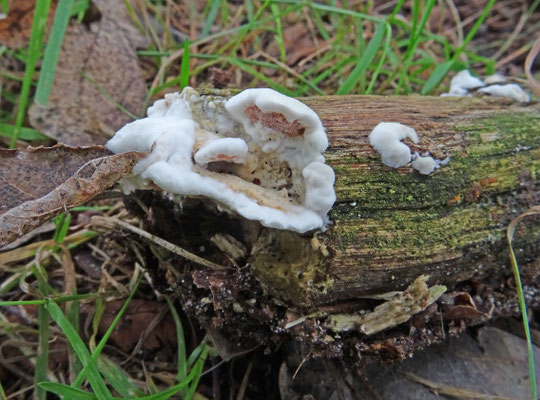 Gloeoporus dichrous - Tweekleurig elfenbankje