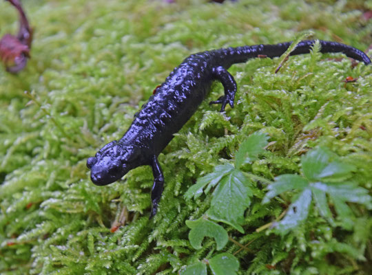 Salamandra atra - Alpensalamander