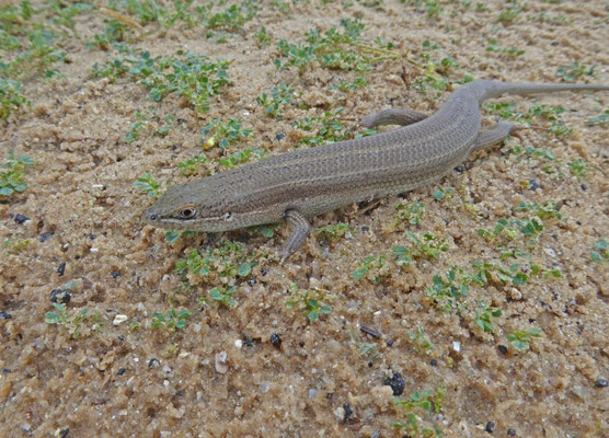 Trachylepis vittata