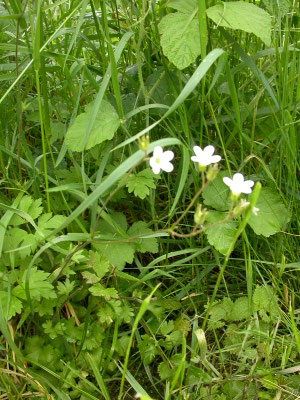 Saxifraga granulata - Knolsteenbreek