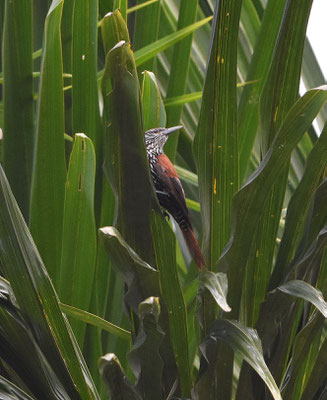 Point-tailed Palmcreeper