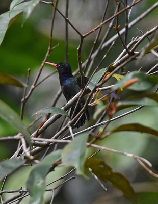 Rufous-throated Sapphire