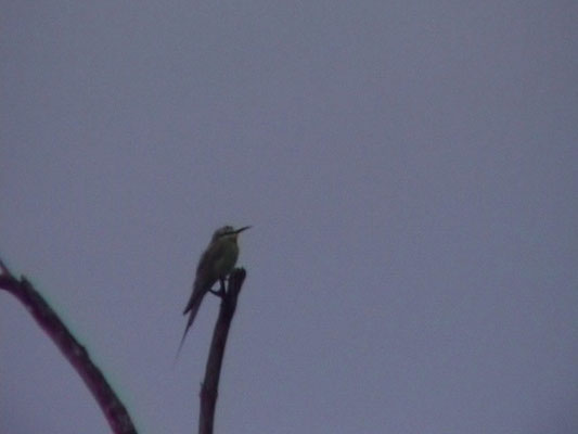 Blue-cheeked Bee-eater