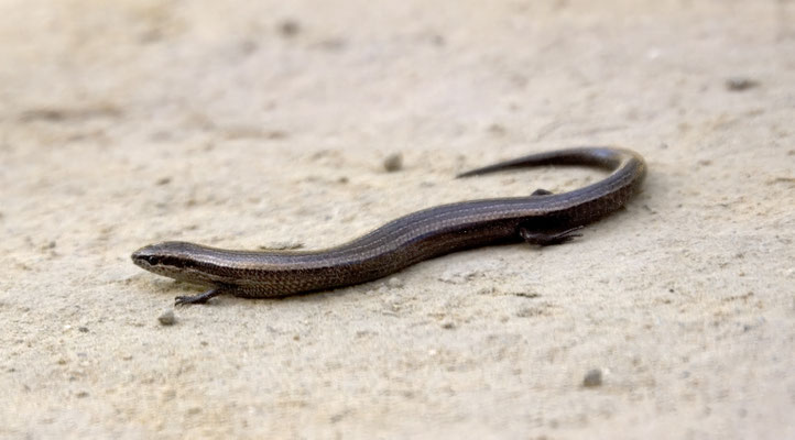 Slangenoogskink
