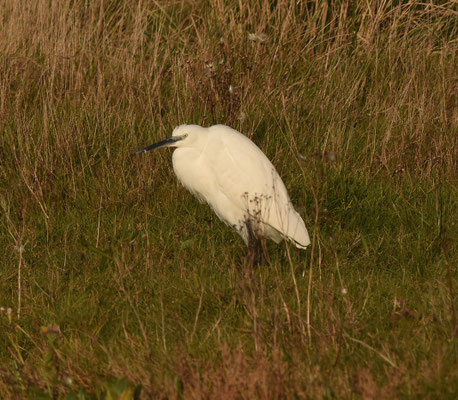 Kleine Zilverreiger