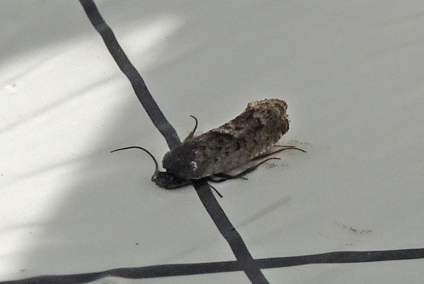 Grapholita funebrana - Pruimenmot