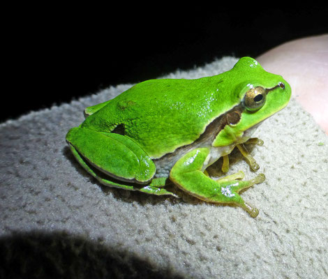 Hyla molleri - Iberische boomkikker