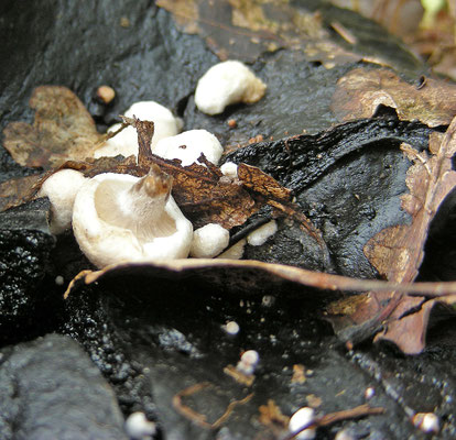 Asterophora lycoperdoides - Poederzwamgast