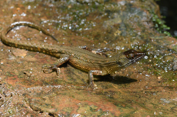 Red Neusticurus - Neusticurus rudus