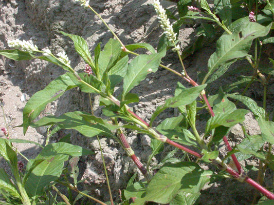 Polygonum lapathifolium - Knopige duizendknoop