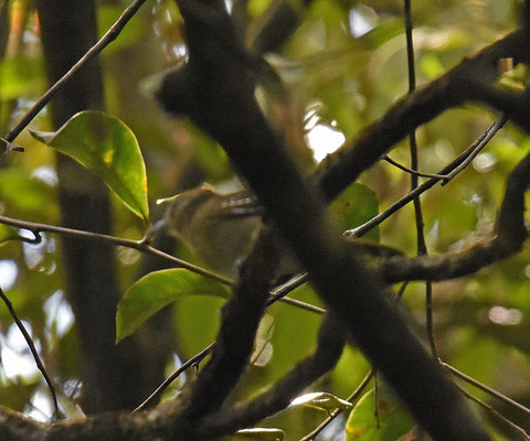 Northern Slaty Antshrike, female