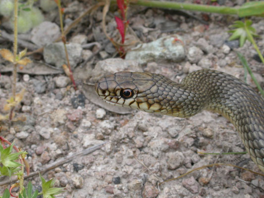 Kaspische toornslang (Dolichophis caspius)