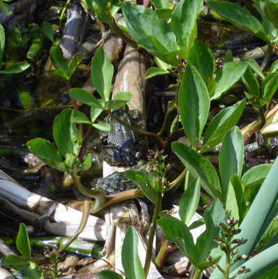 Pelophylax ridibunda (meerkikker)