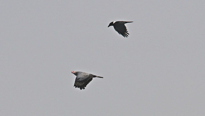 Polyboroides typus - African Harrier-Hawk