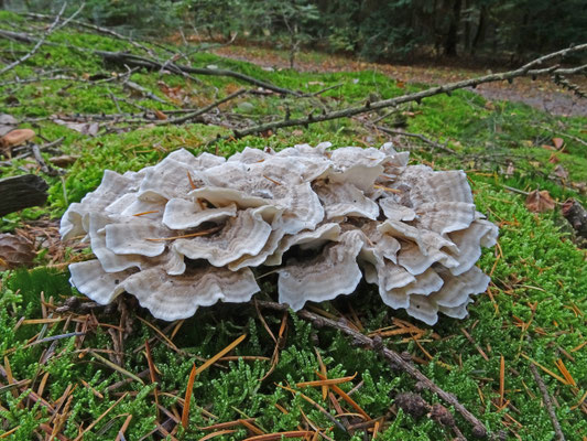 Trametes versicolor - Elfenbankje