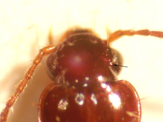 Trechus quadristriatus - Akkerboogkever