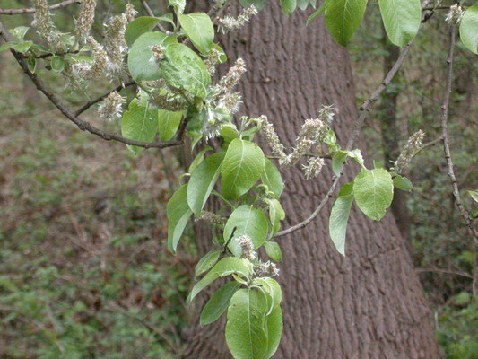 Salix caprea - Boswilg