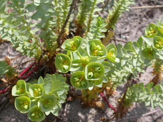 Euphorbia paralias - Zeewolfsmelk