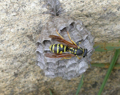 Polistes biglumis - Bergveldwesp