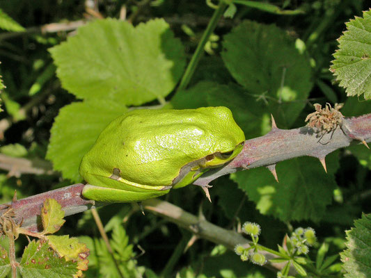 Hyla orientalis - Oosterse boomkikker
