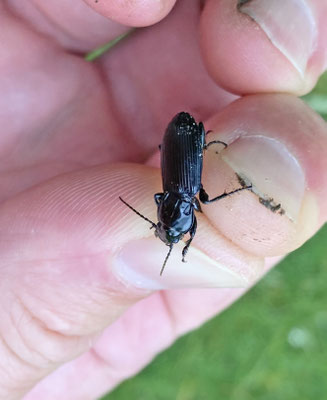 Pterostichus melanarius - Gewone zwartschild