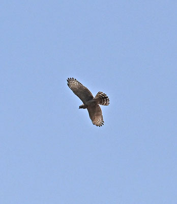 Accipiter badius - Shikra