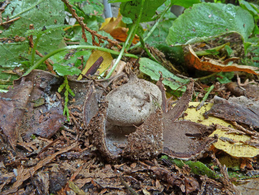 Geastrum campestre-Ruwe aardster
