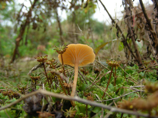 Loreleia (Omphalina) postii - Oranjerood trechtertje