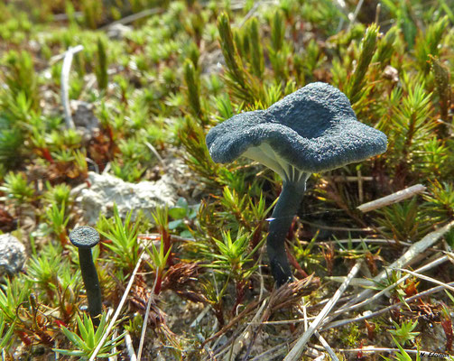 Omphalina chlorocyanea - Blauwgroen trechtertje