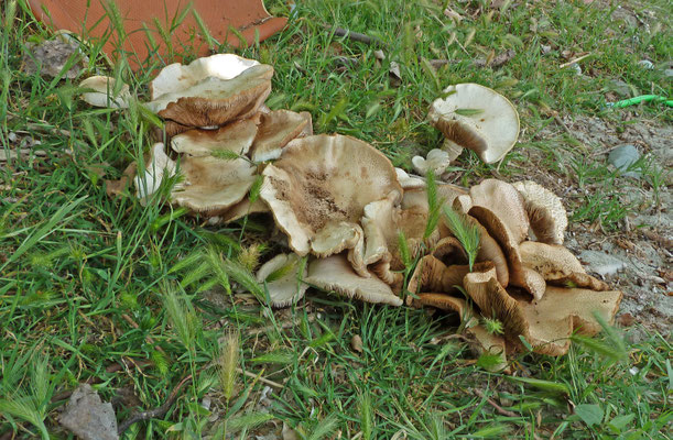 Agrocybe species