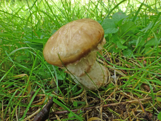 Suillus laricinus - Grauwe ringboleet