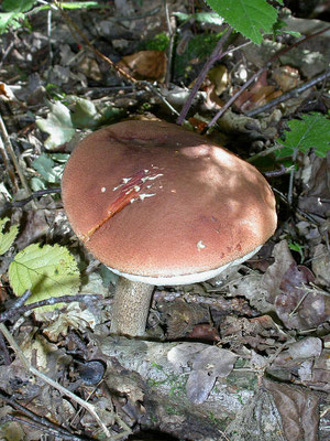 Leccinum aurantiacum - Rosse populierboleet