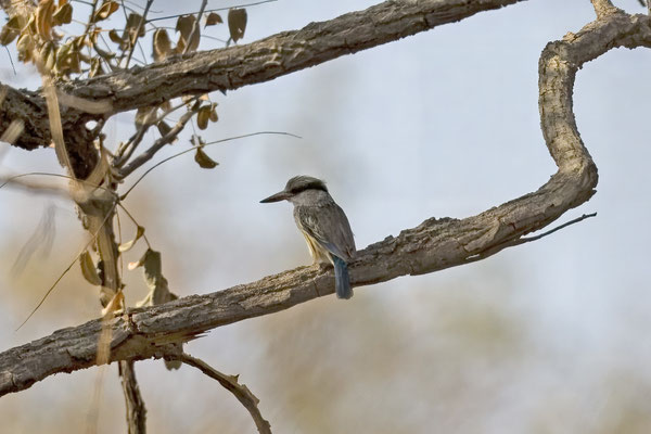 Halcyon chelicuti - Striped Kingfisher