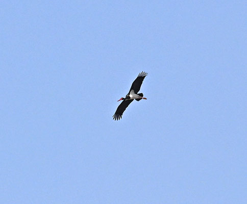 Ciconia nigra - Black Stork