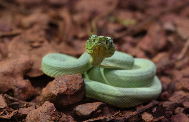 Bothriopsis bilineata bilineata - Groene Boomlanspuntslang (Papegaaislang)