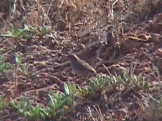 Quail Finch