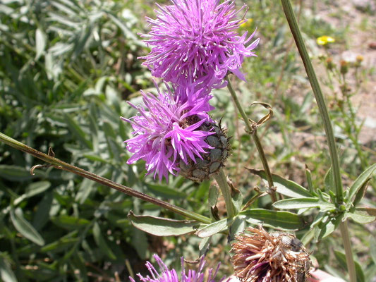 Centaurea scabiosa - Grote centaurie