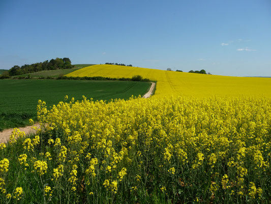 veld met koolzaad, nabij Sens