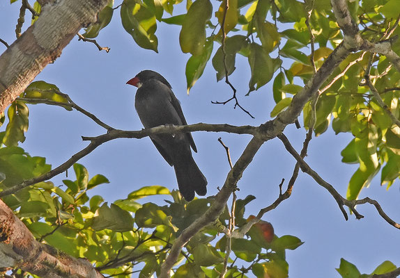 Slate-colored Grosbeak
