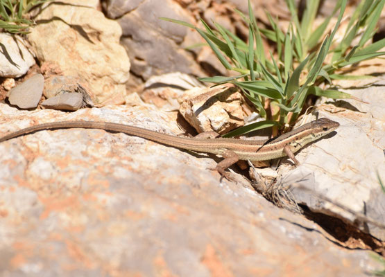 Ophisops elegans