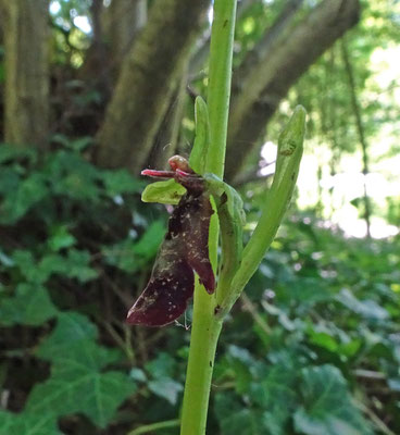 Vliegenophrys