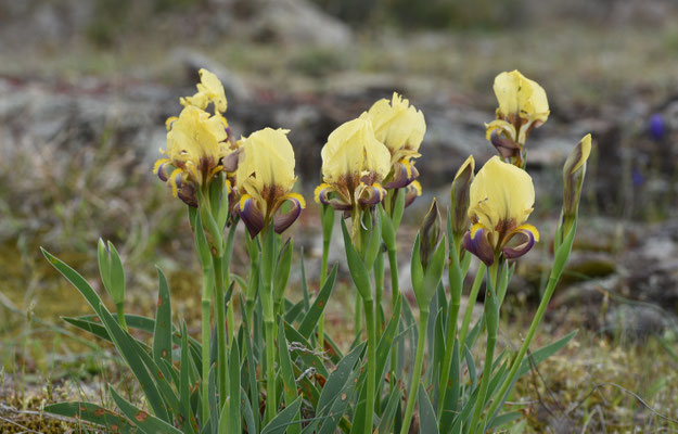 Iris suaveolens