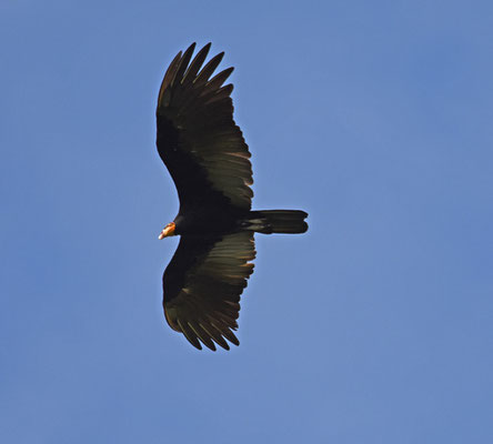 Greater Yellow-headed Vulture