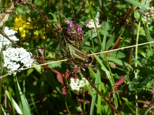 Laddersprinkhaan (Stauroderis scalaris)