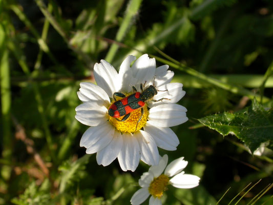 Trichodes punctatus