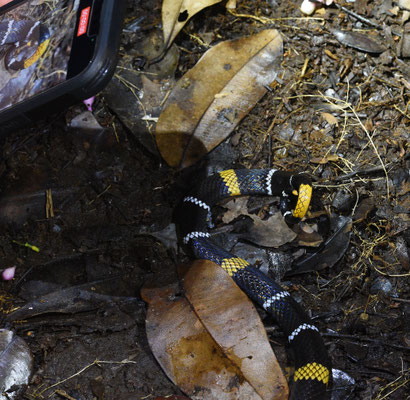 Micrurus hemprichii hemprichii - Echte Breed-zwartbandige Koraalslang